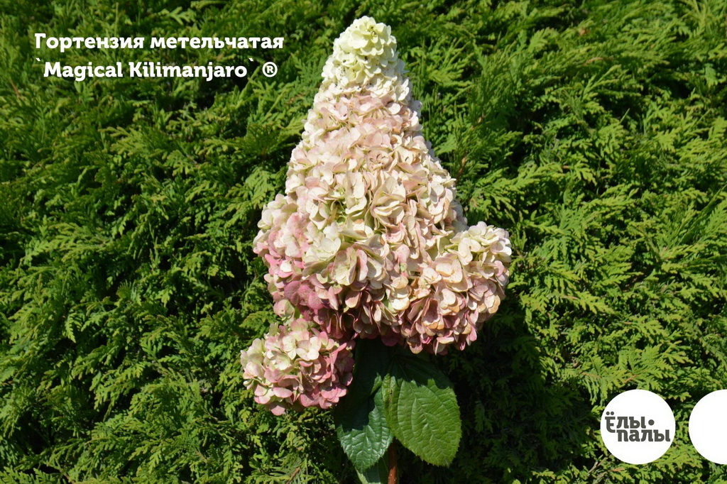 Hydrangea paniculata `Magical Kilimanjaro` ®_2020.08.27.jpg